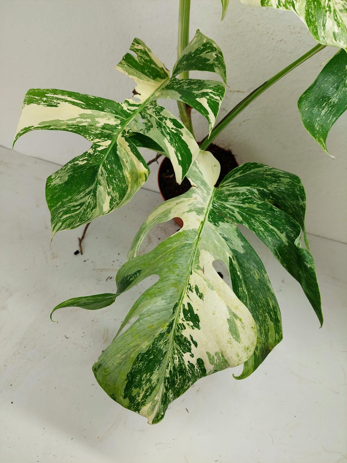 Monstera Variegata (zum aussuchen)