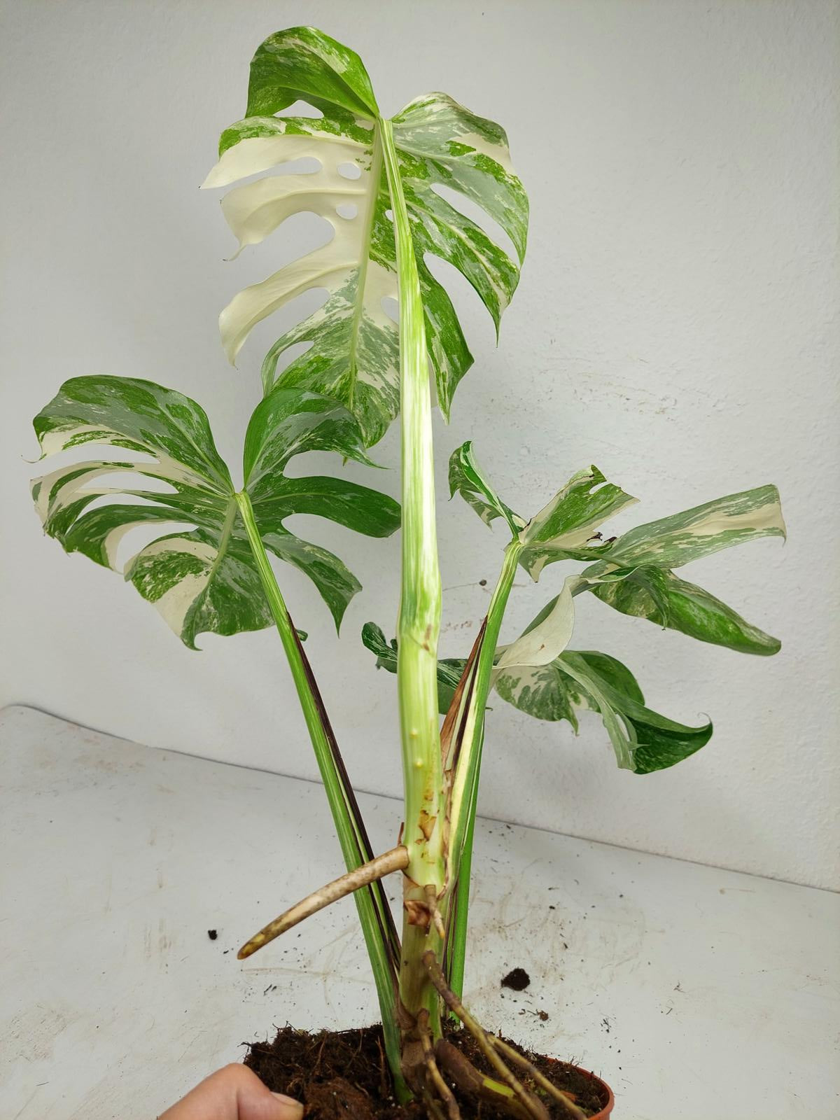 Monstera Variegata (zum aussuchen)