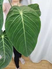 Anthurium Warocqueanum x Waterburyanum