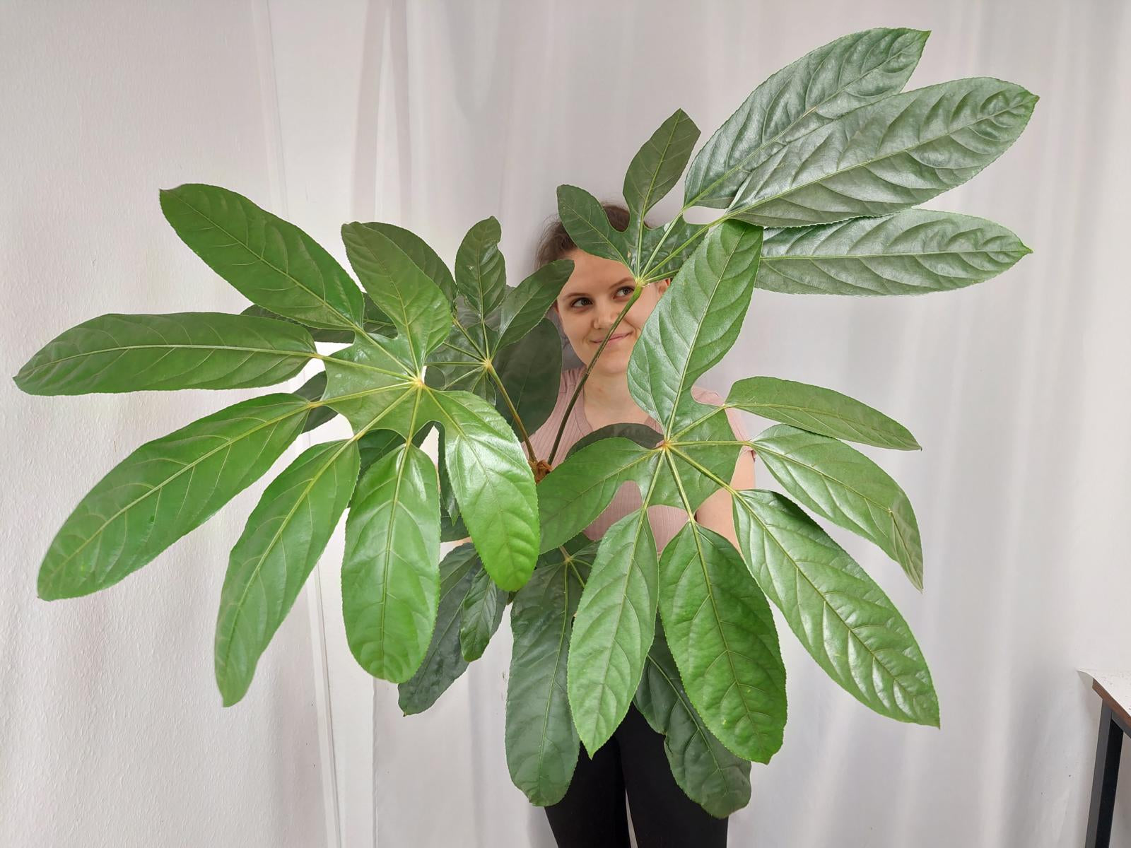 Trevesia Burckii