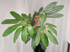 Trevesia Burckii