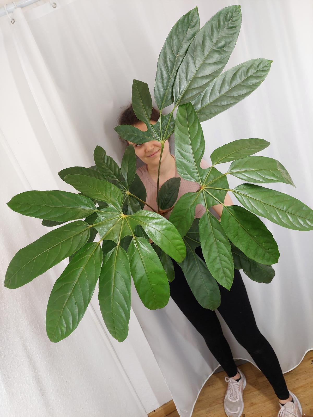 Trevesia Burckii