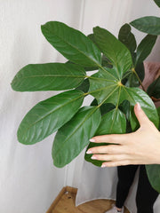 Trevesia Burckii