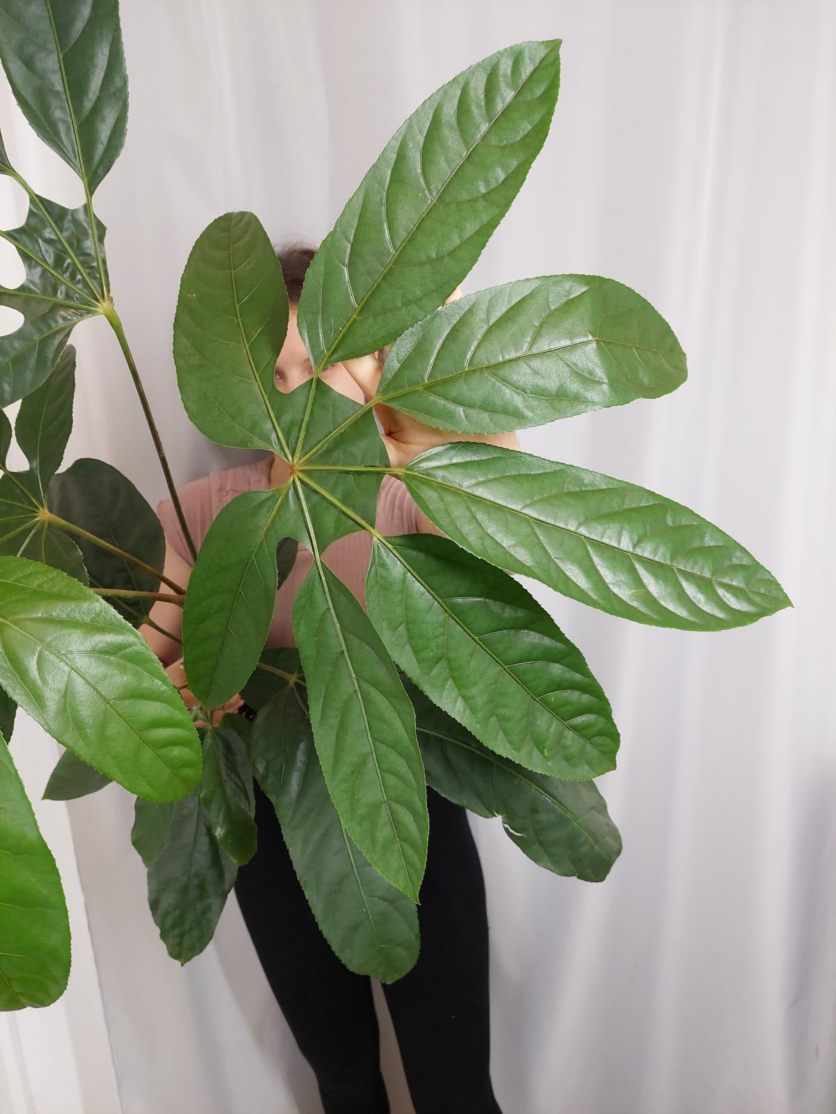 Trevesia Burckii