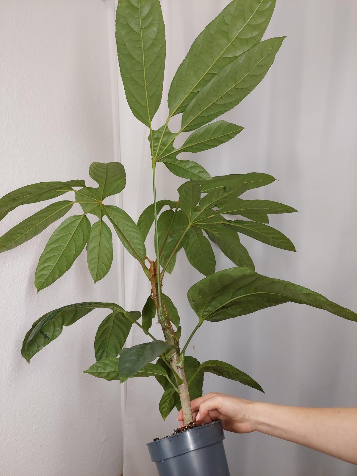 Trevesia Burckii
