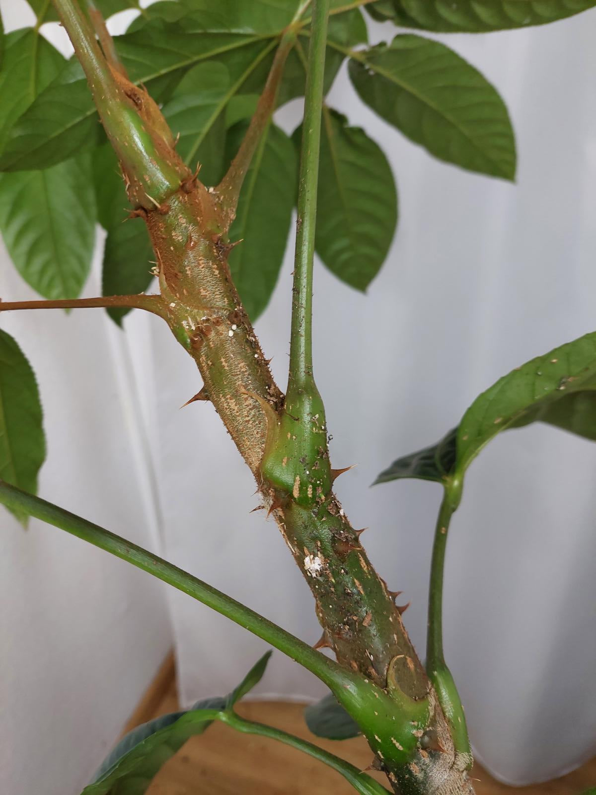 Trevesia Burckii