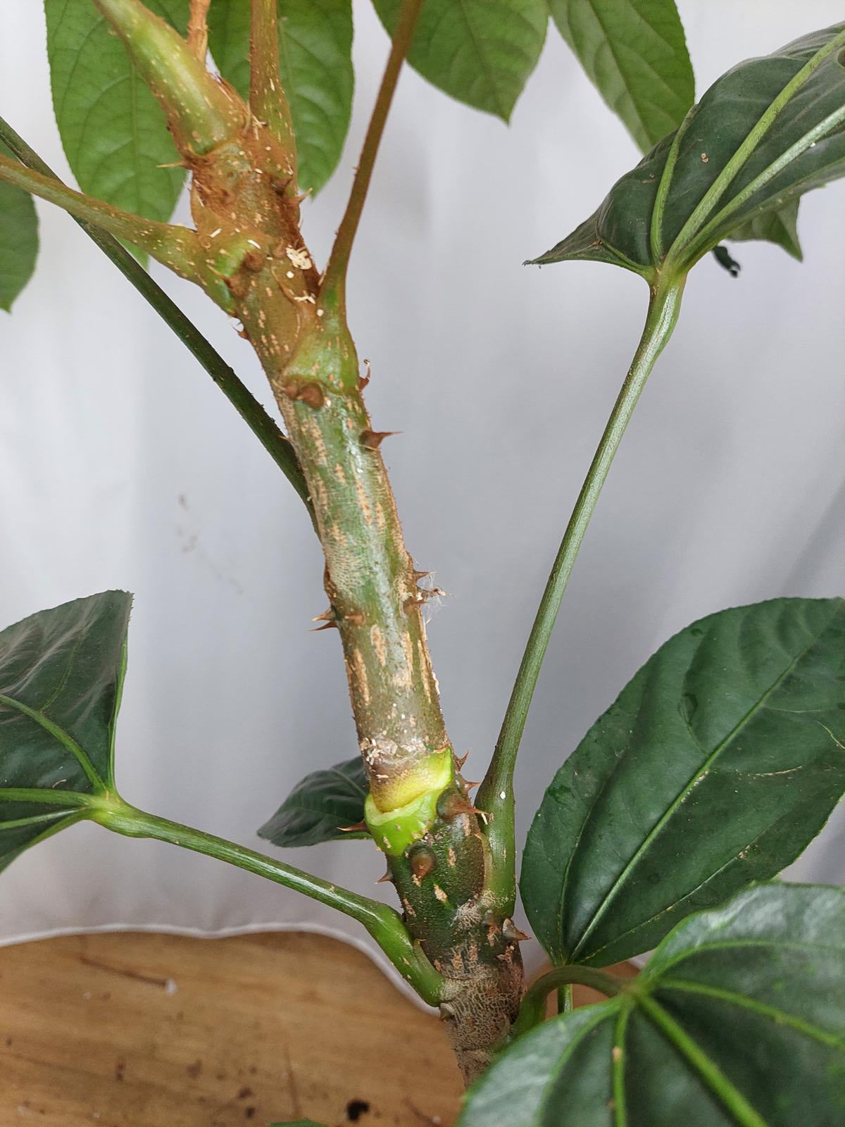 Trevesia Burckii
