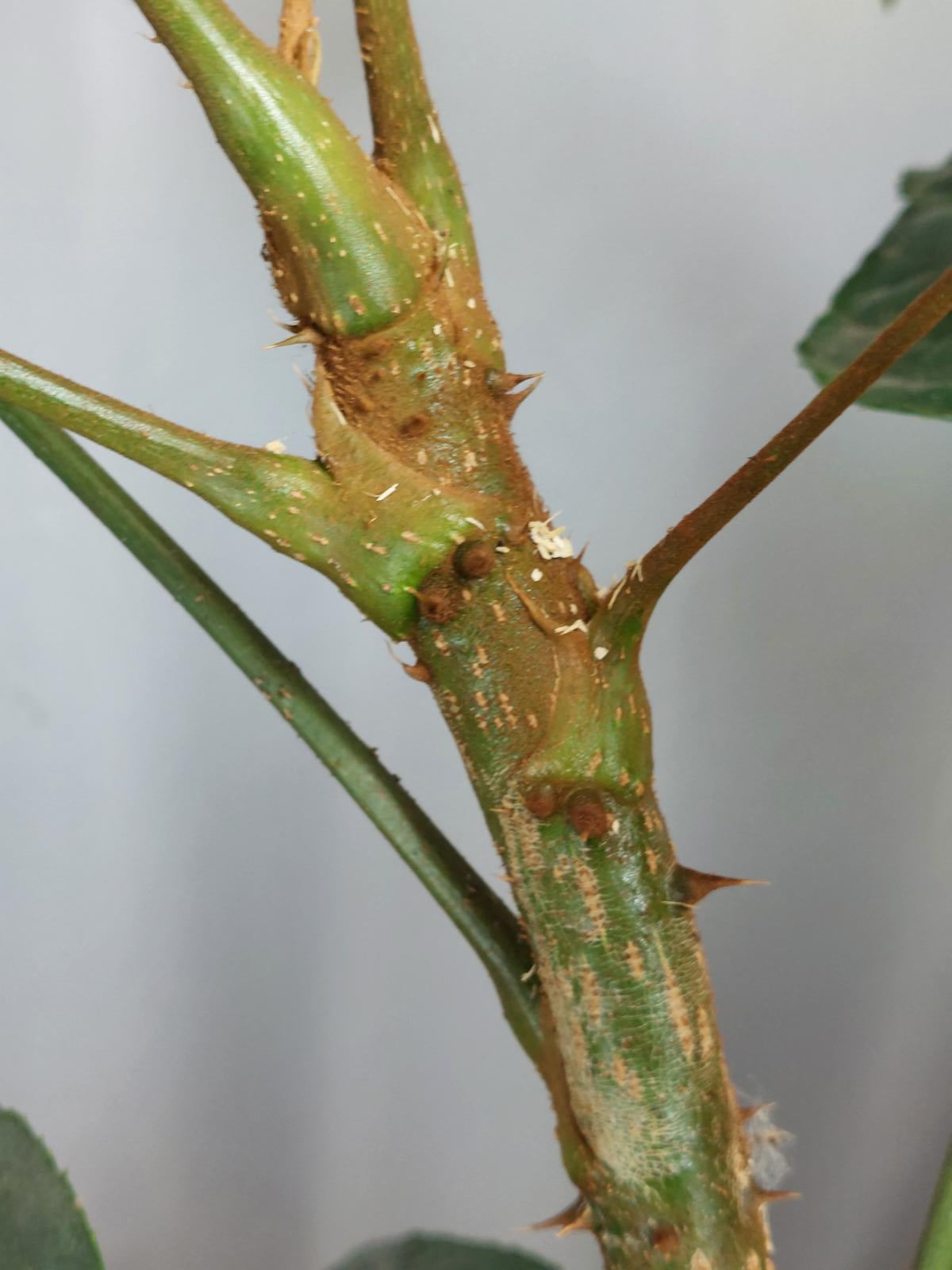 Trevesia Burckii