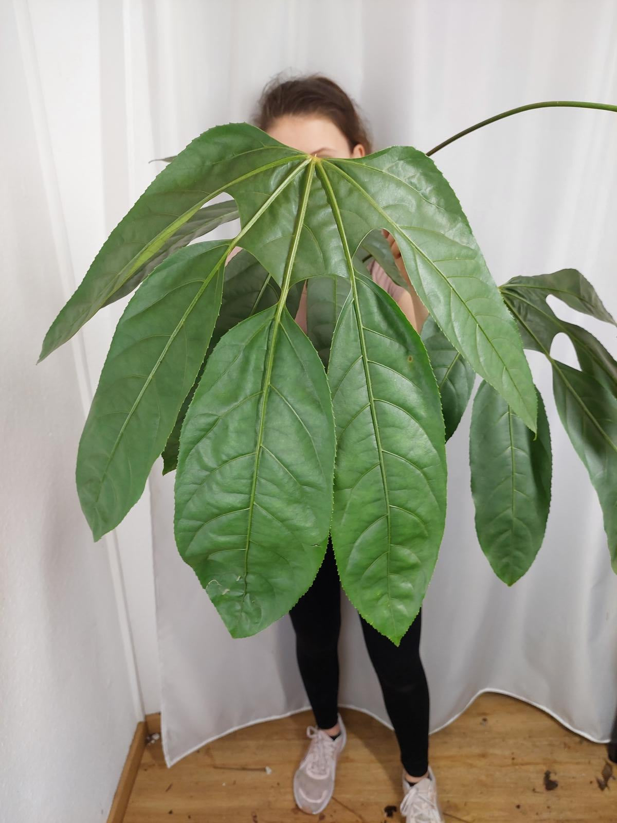 Trevesia Burckii