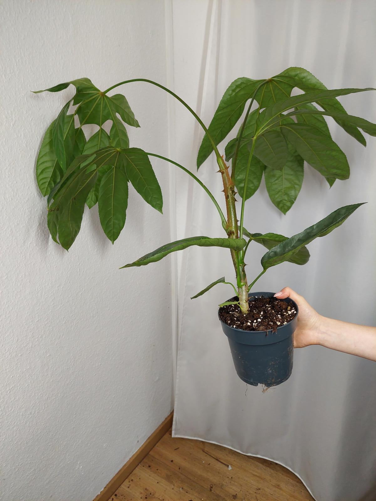 Trevesia Burckii