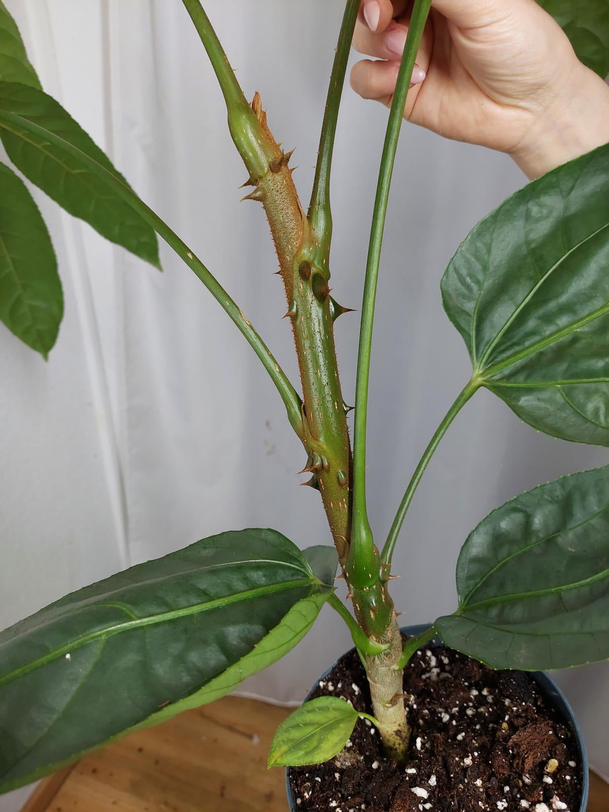 Trevesia Burckii