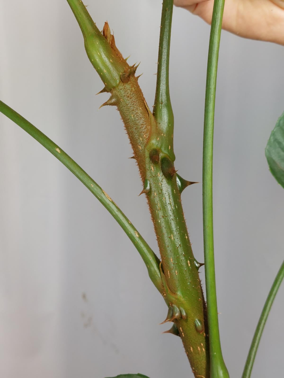 Trevesia Burckii