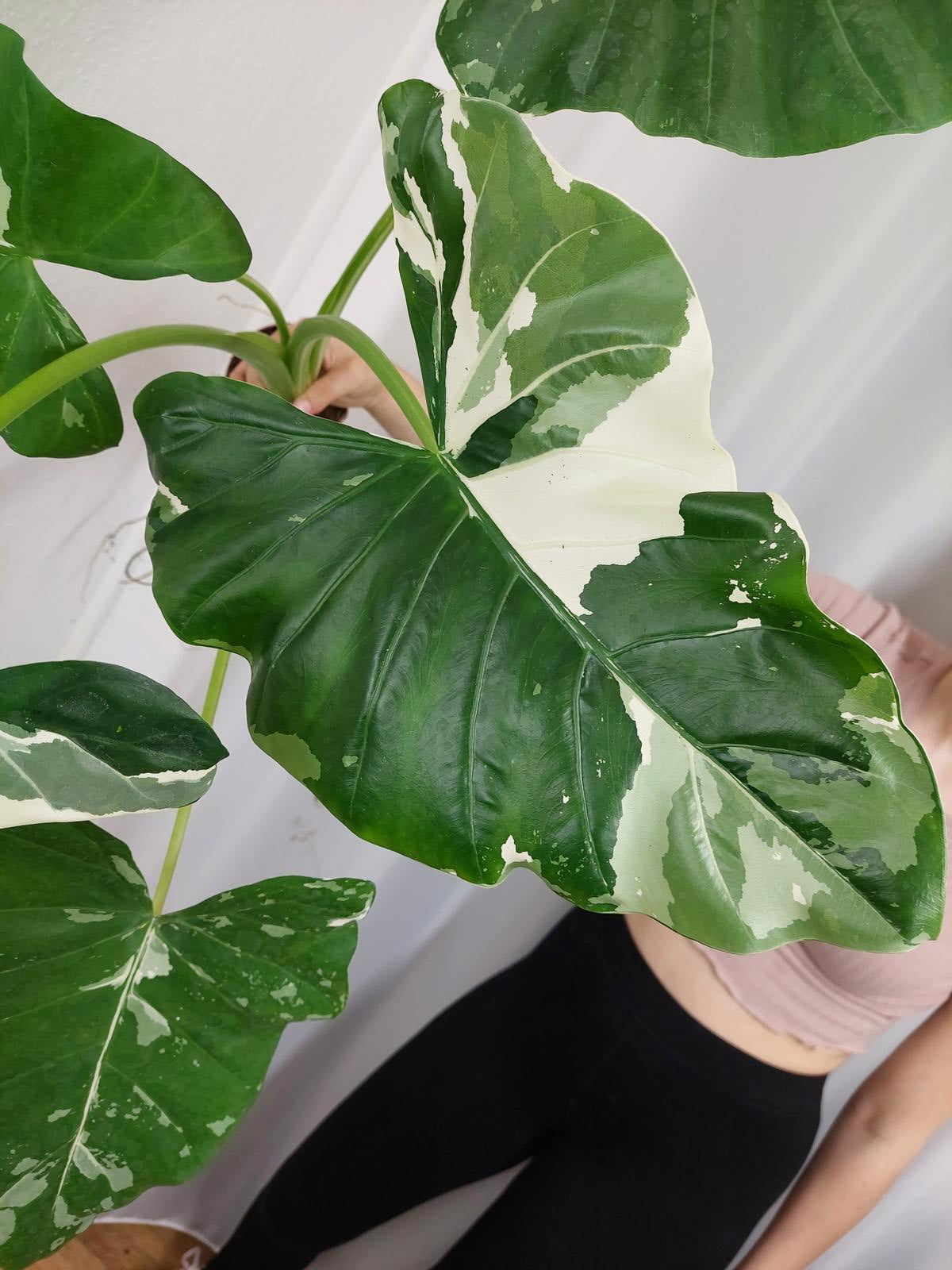 Alocasia Macrorrhiza Variegata groß