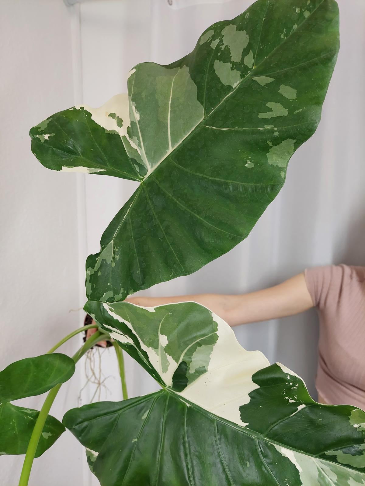 Alocasia Macrorrhiza Variegata groß
