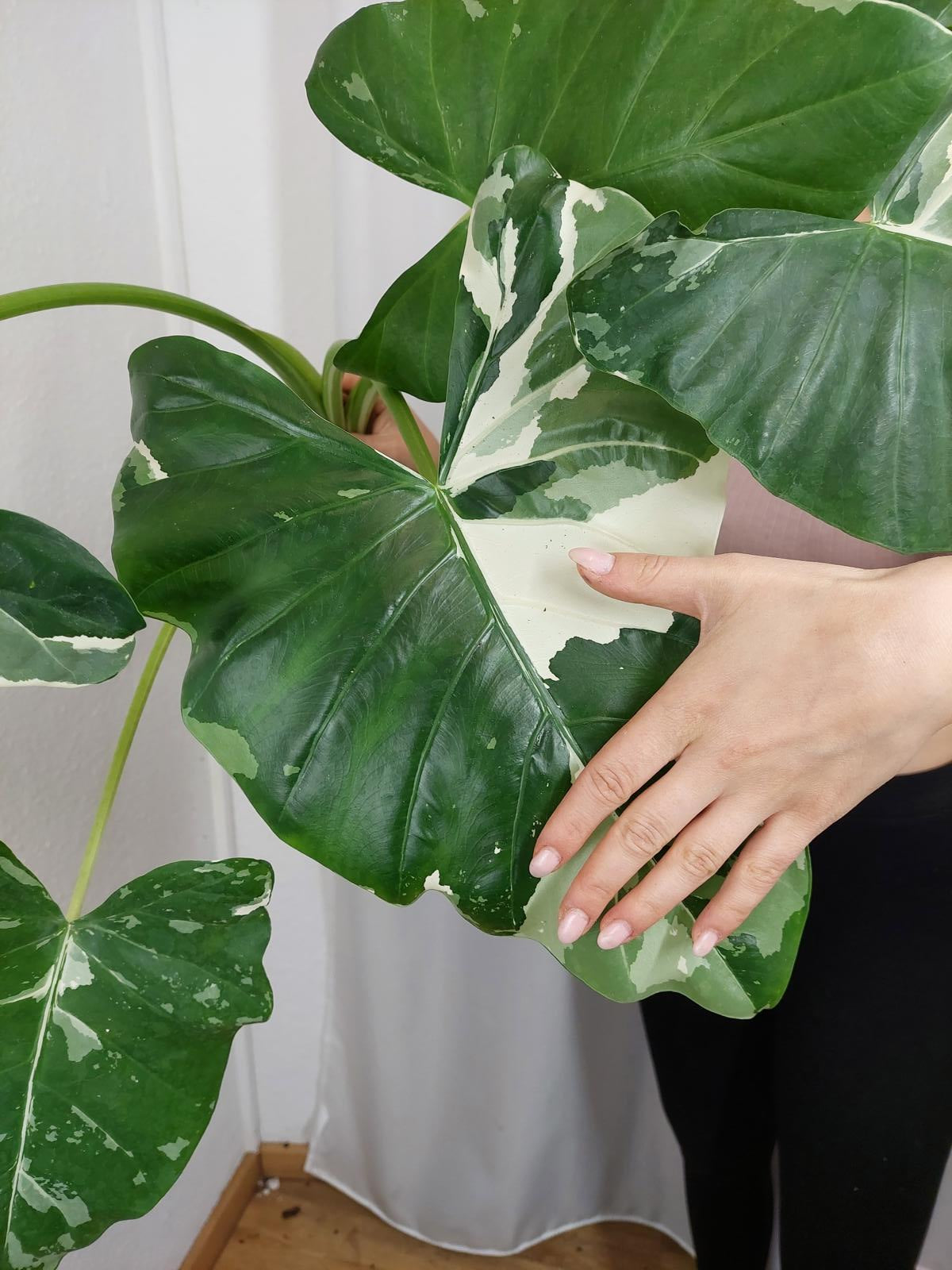 Alocasia Macrorrhiza Variegata groß