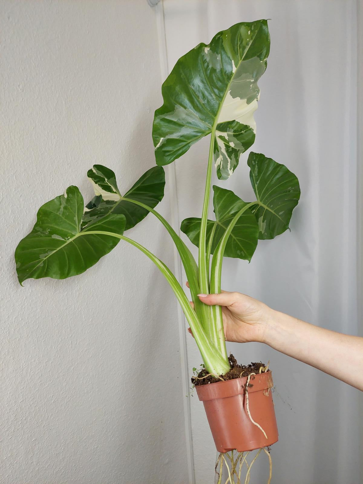 Alocasia Macrorrhiza Variegata groß