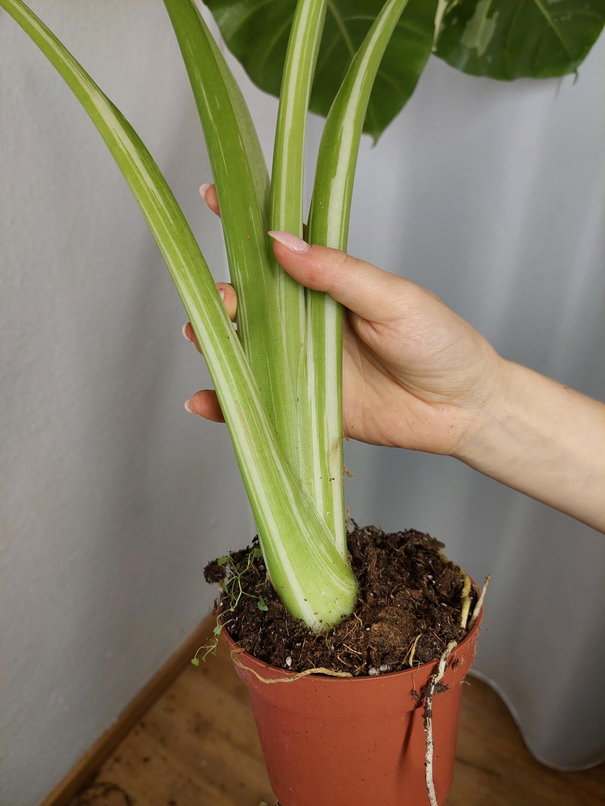 Alocasia Macrorrhiza Variegata groß