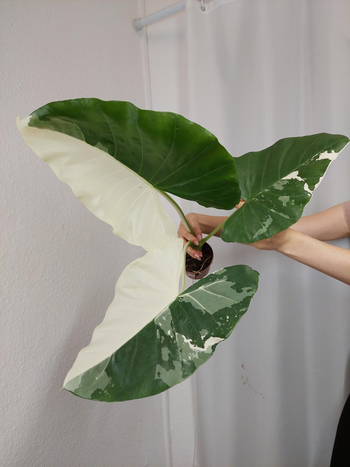 Alocasia Macrorrhiza Variegata groß