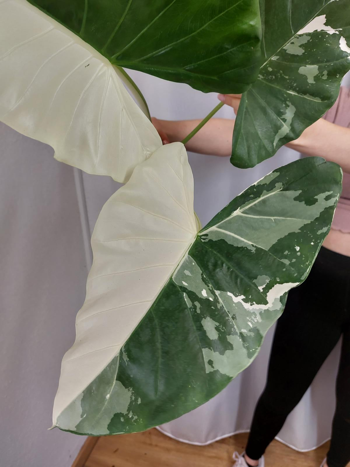 Alocasia Macrorrhiza Variegata groß