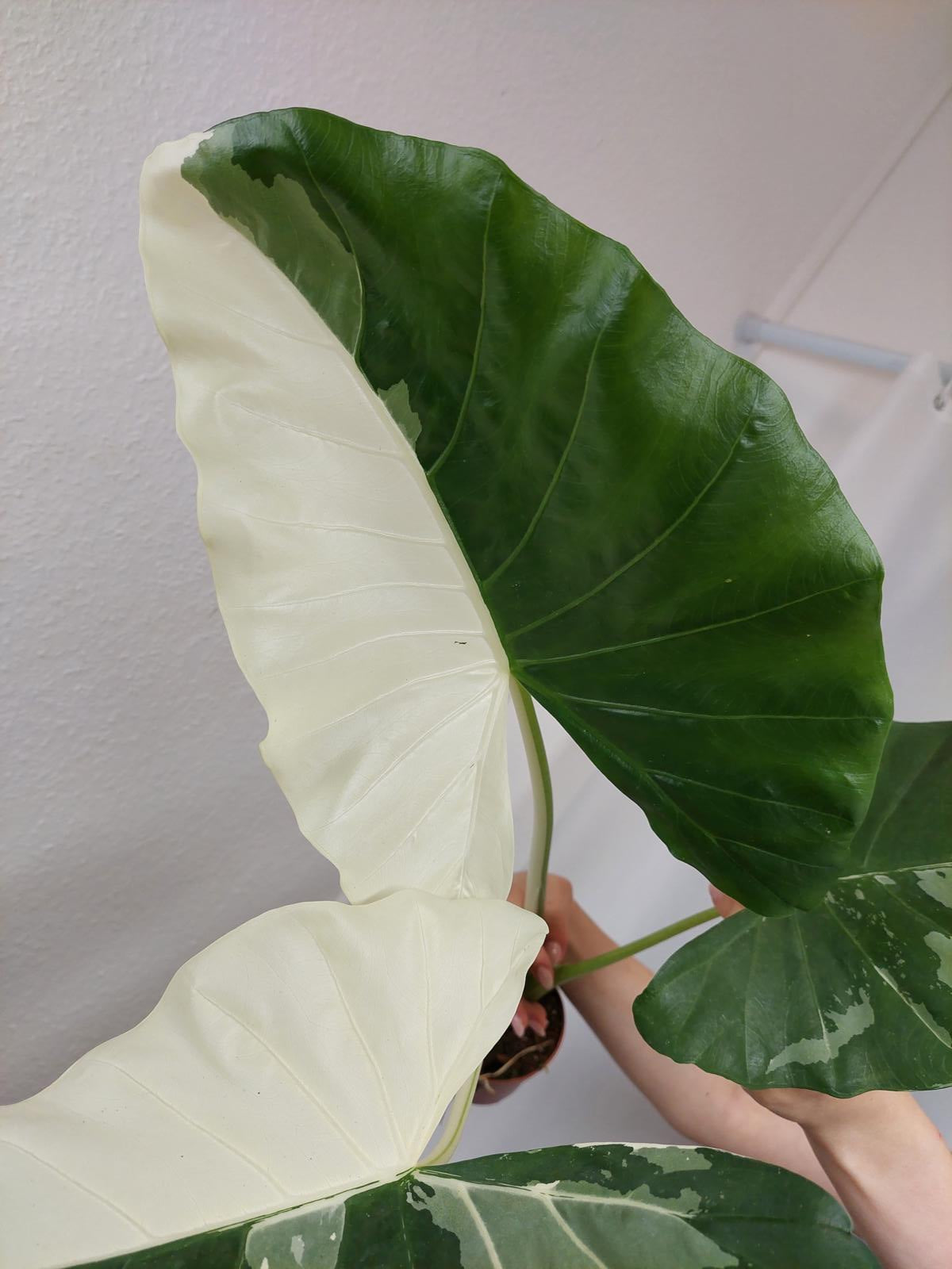 Alocasia Macrorrhiza Variegata groß