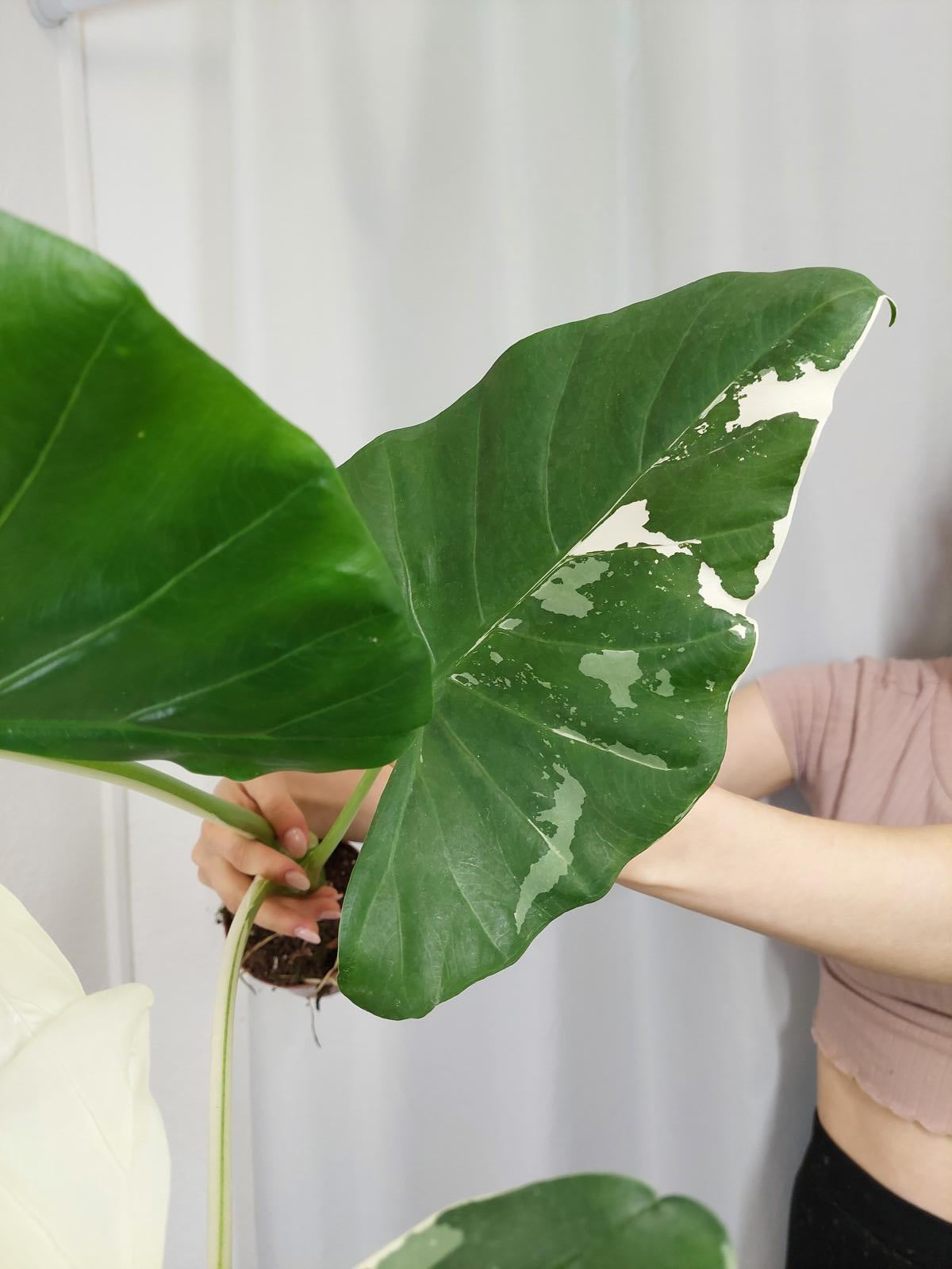 Alocasia Macrorrhiza Variegata groß