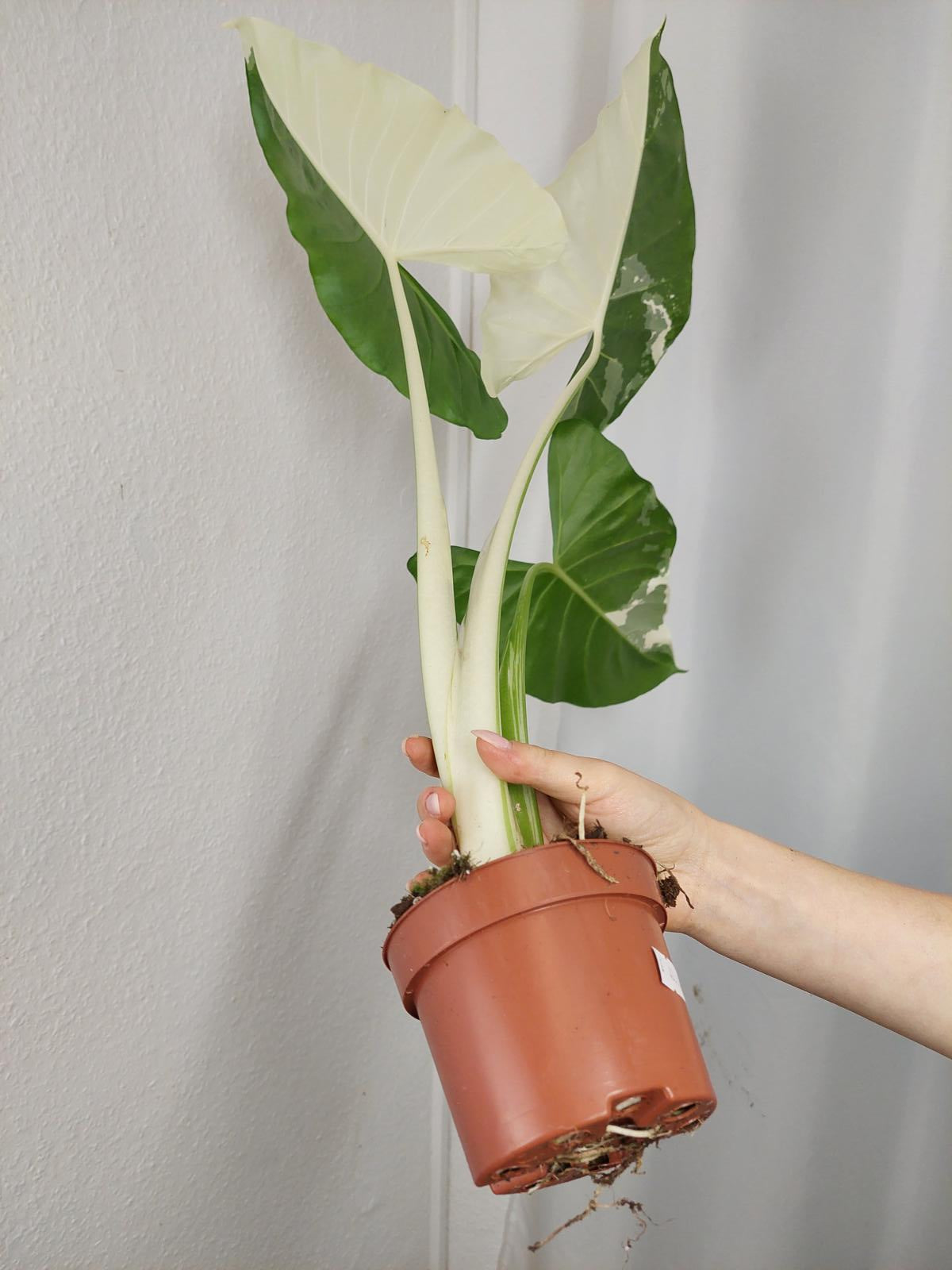 Alocasia Macrorrhiza Variegata groß