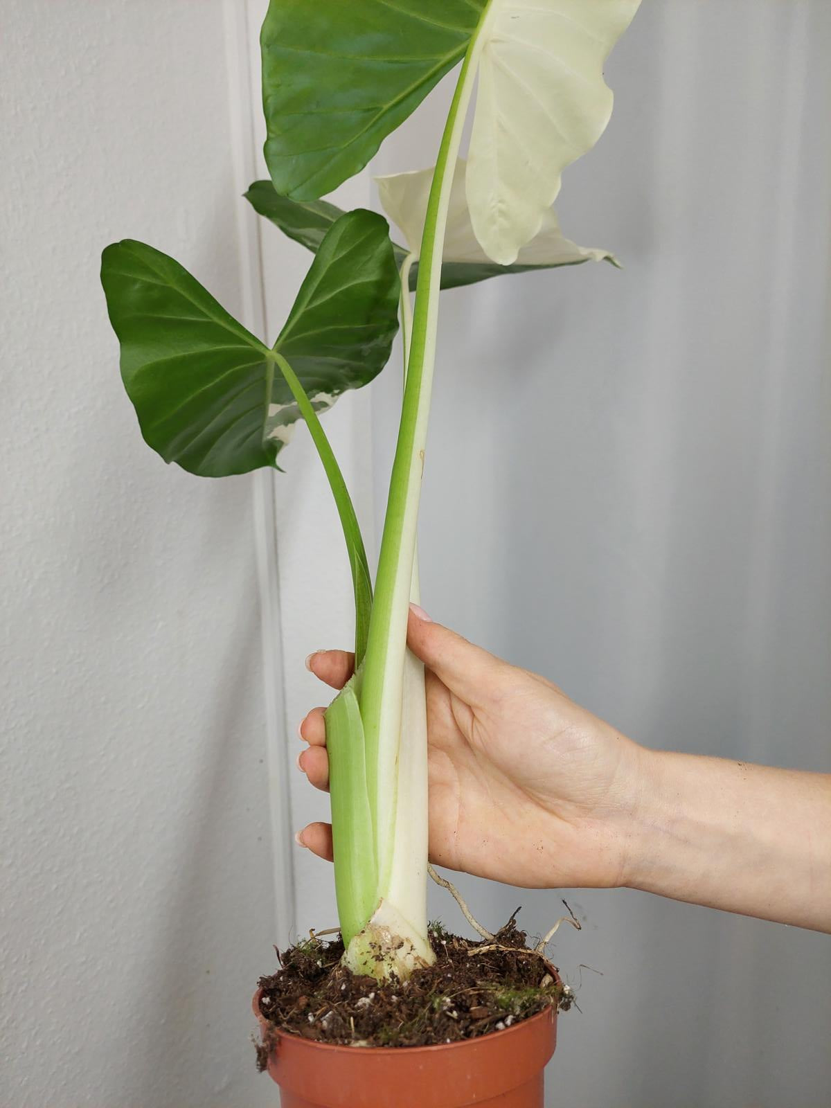 Alocasia Macrorrhiza Variegata groß