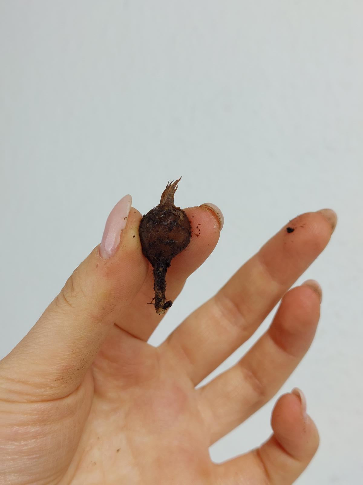 Alocasia Melo (Rhizom / Bulbe)