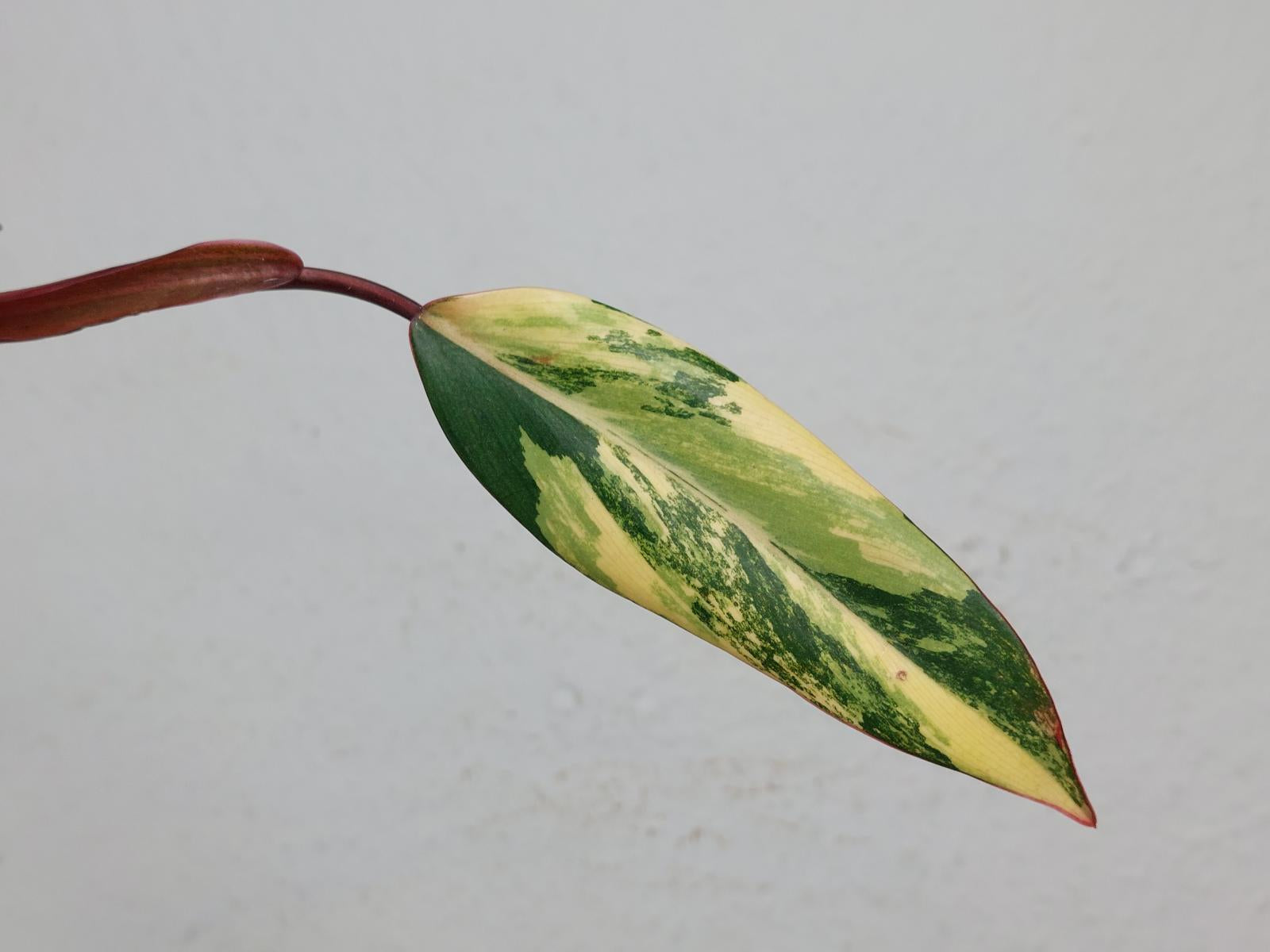 Philodendron Strawberry Shake Steckling