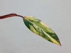 Philodendron Strawberry Shake Steckling