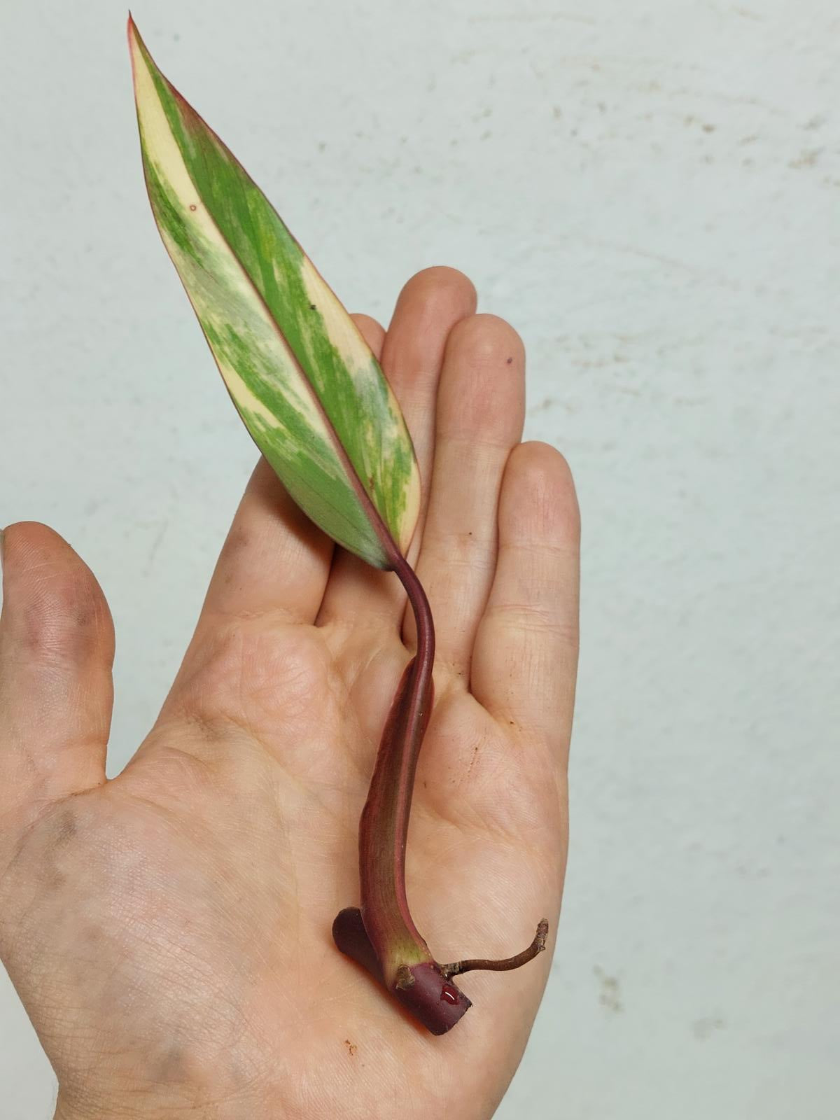 Philodendron Strawberry Shake Steckling