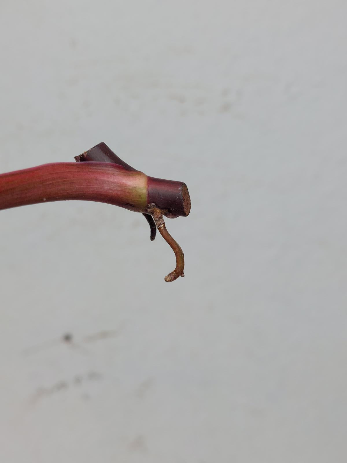Philodendron Strawberry Shake Steckling
