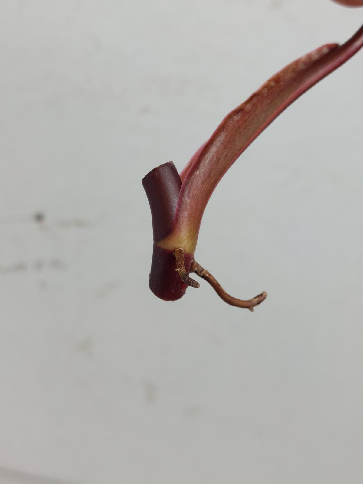 Philodendron Strawberry Shake Steckling
