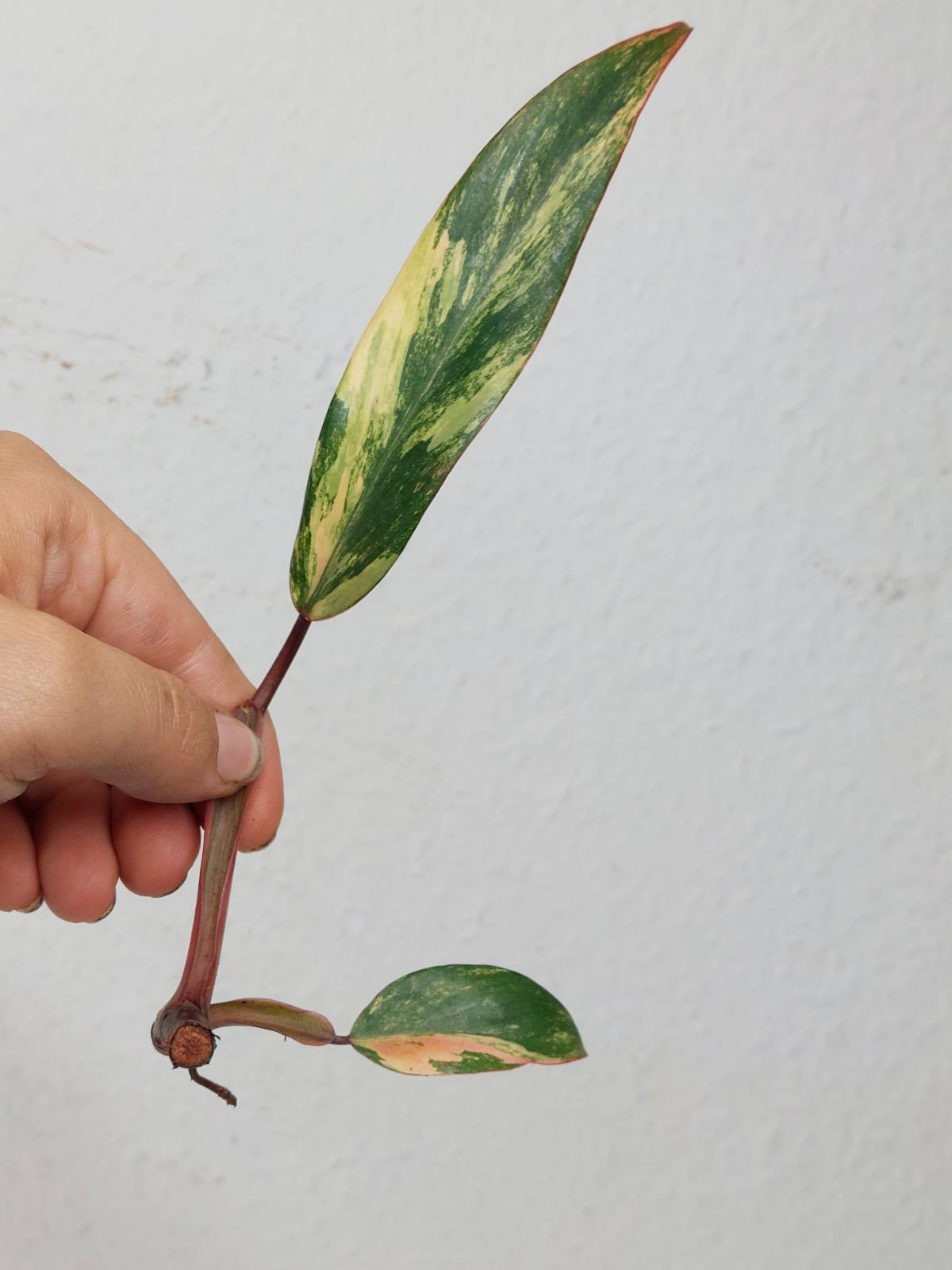 Philodendron Strawberry Shake Steckling