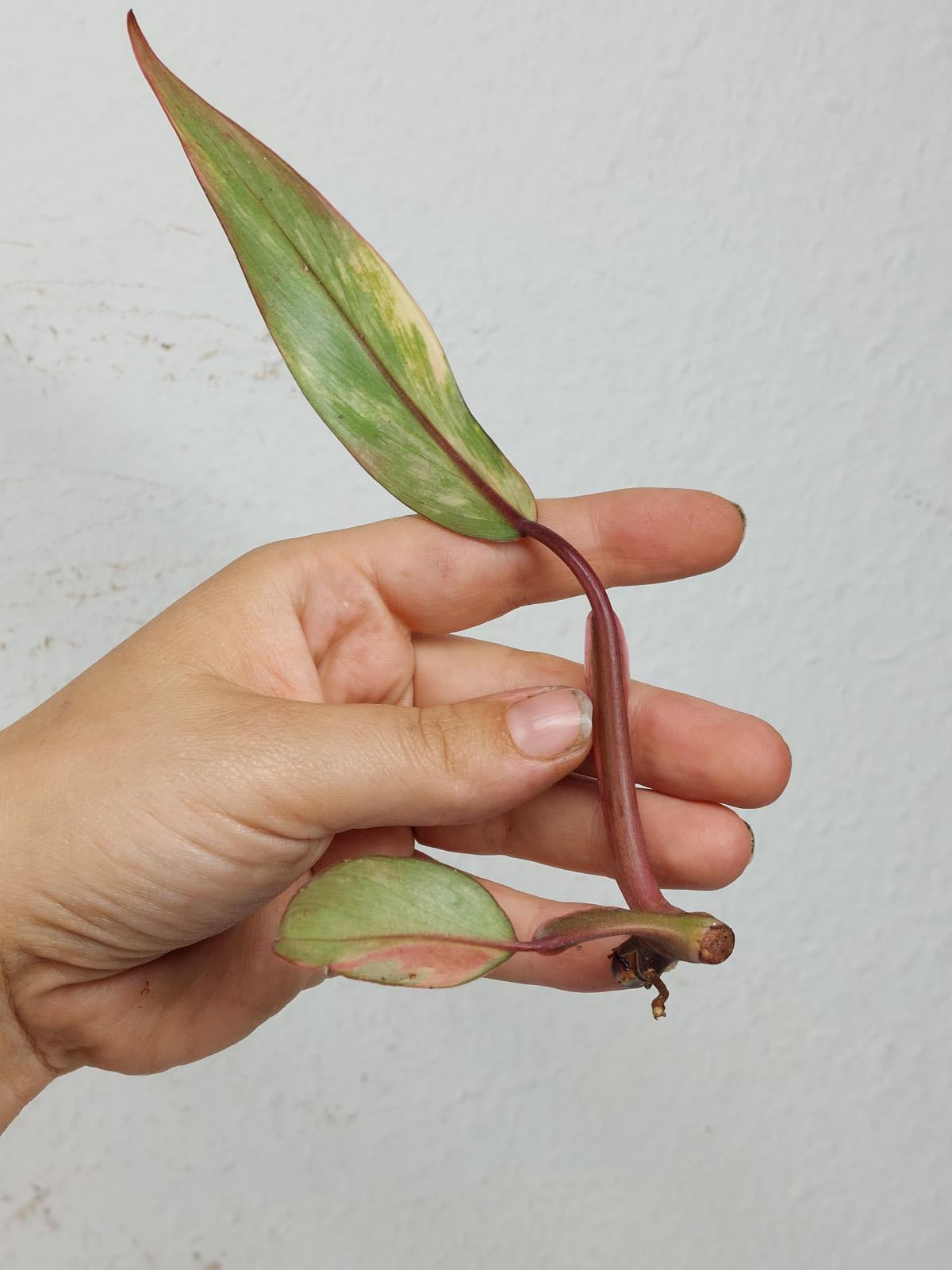 Philodendron Strawberry Shake Steckling