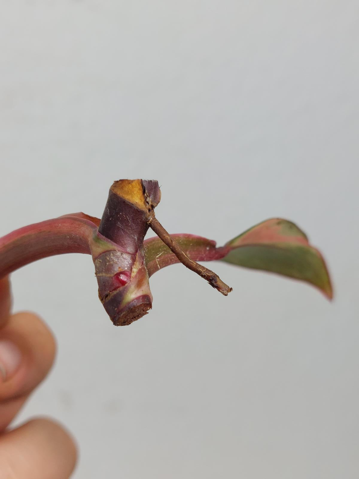 Philodendron Strawberry Shake Steckling