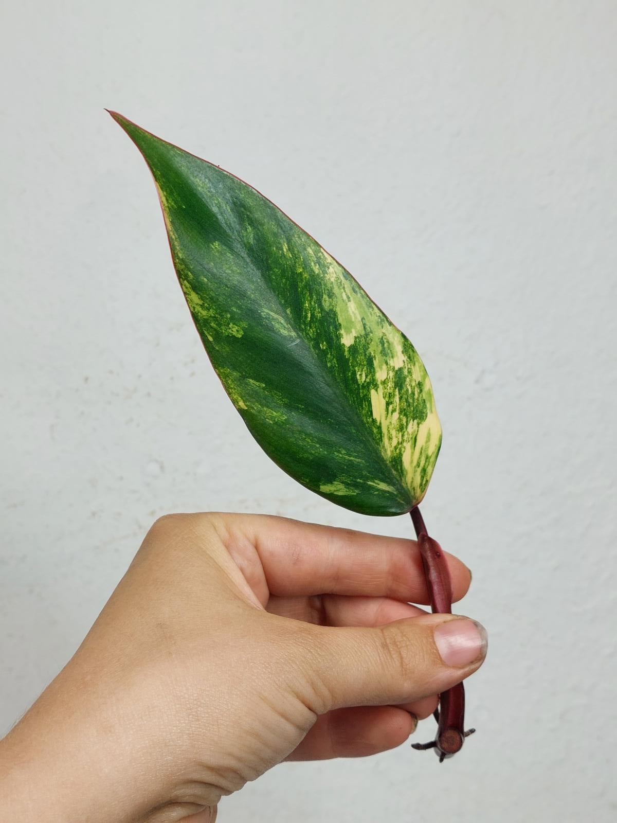 Philodendron Strawberry Shake Steckling