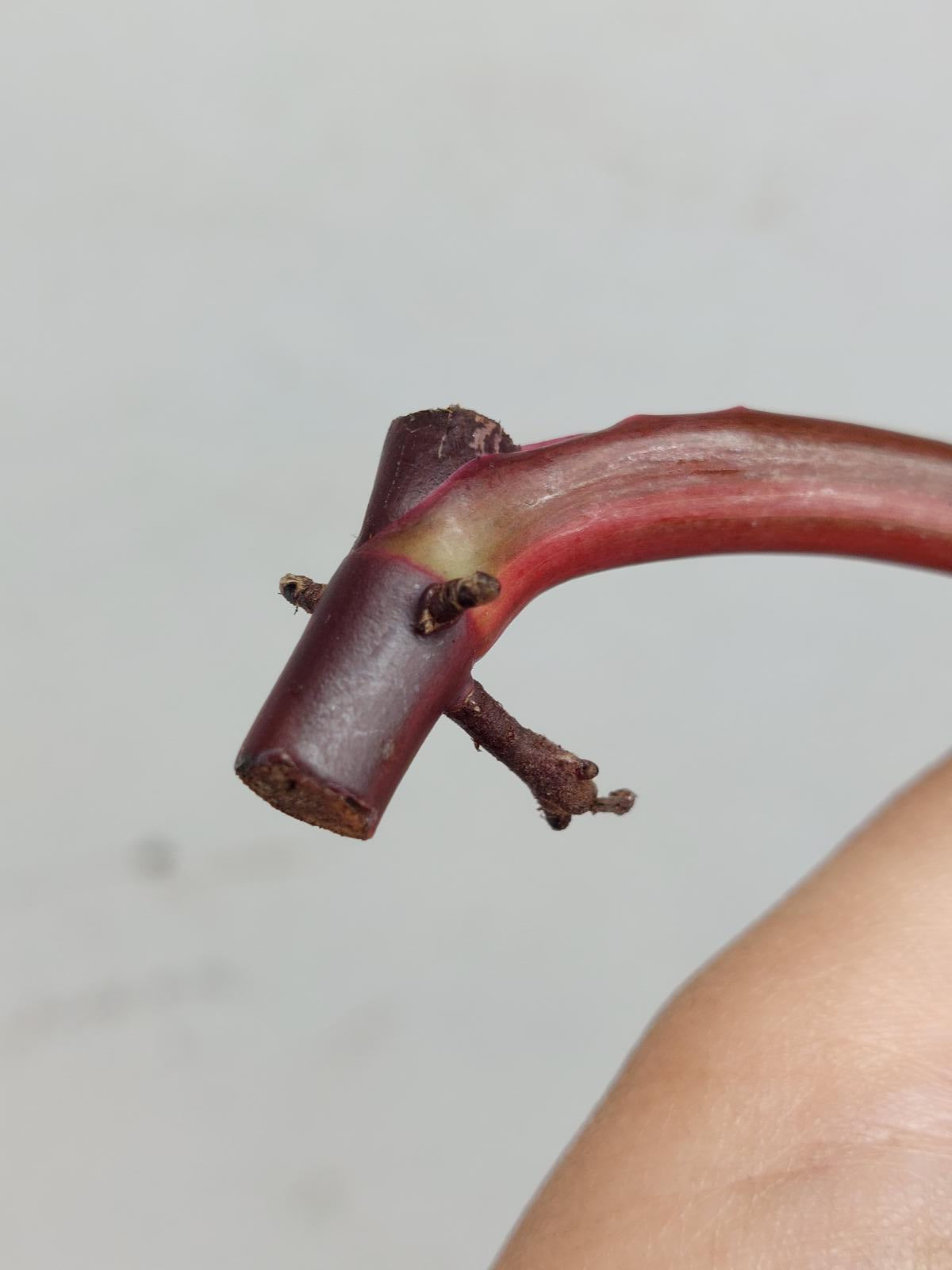 Philodendron Strawberry Shake Steckling