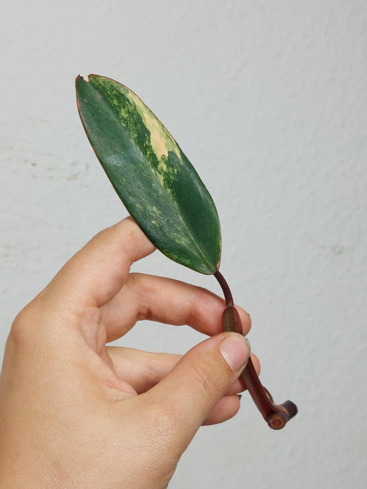 Philodendron Strawberry Shake Steckling