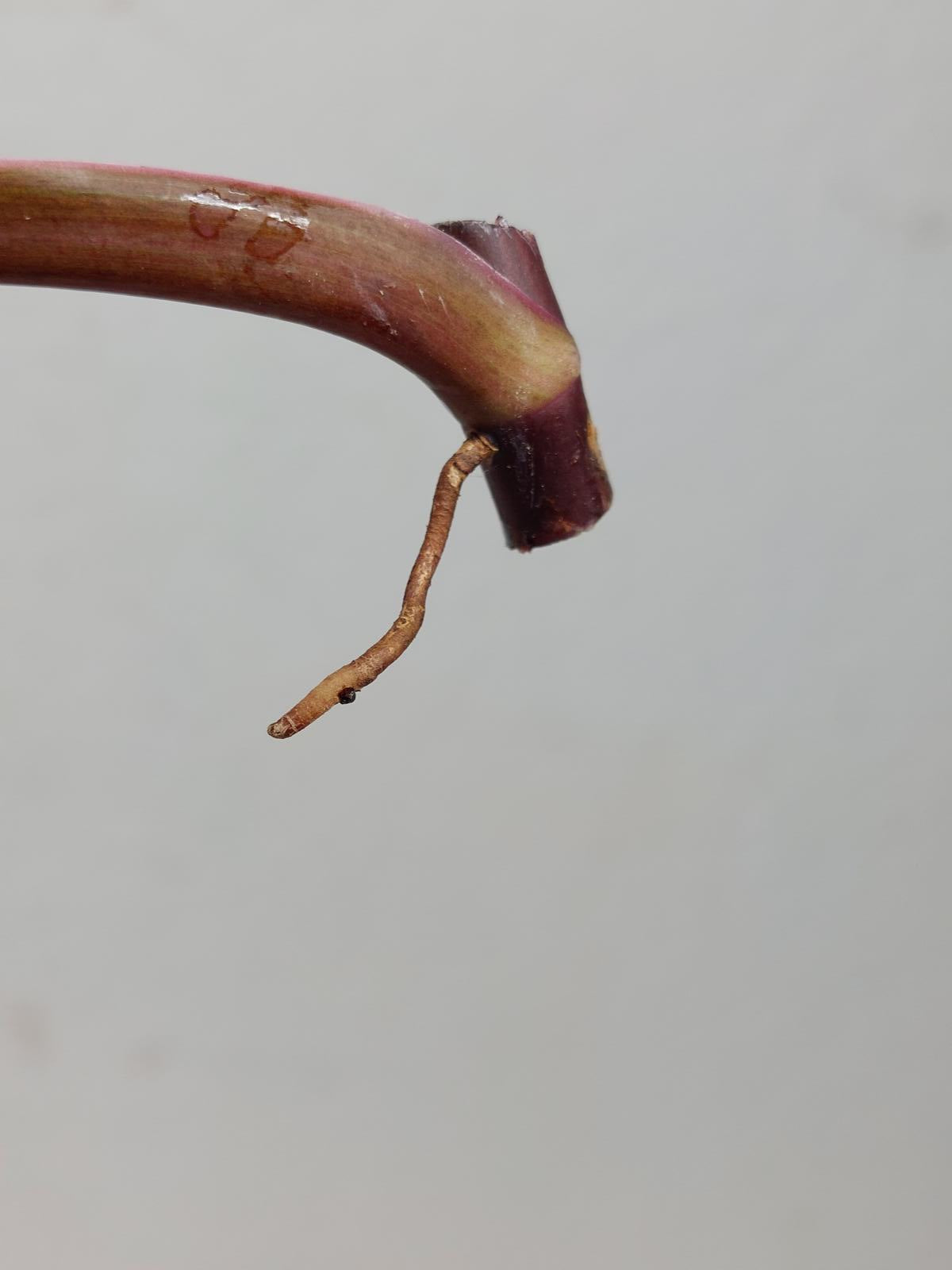 Philodendron Strawberry Shake Steckling