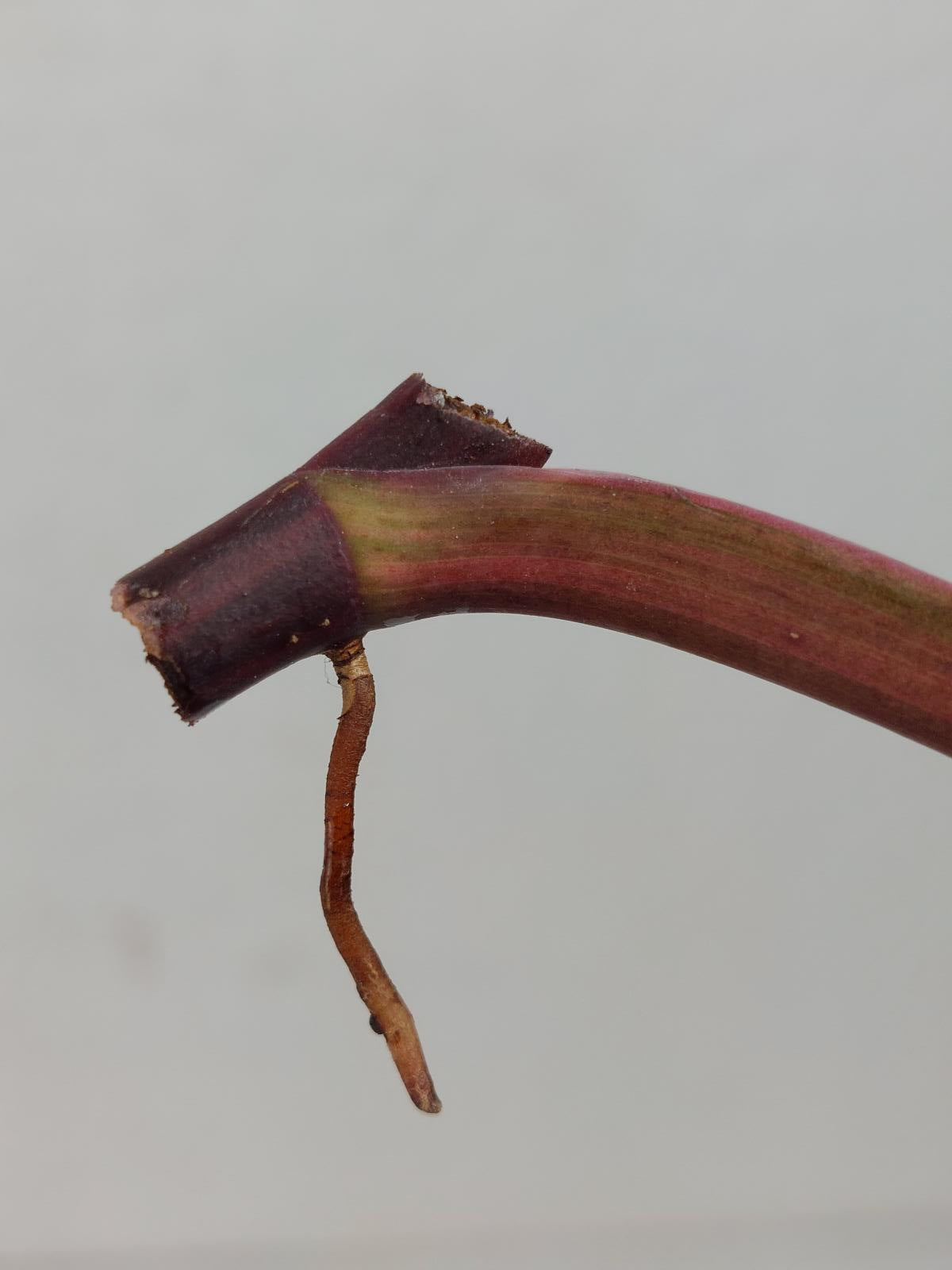 Philodendron Strawberry Shake Steckling
