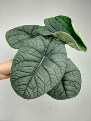 Alocasia Melo