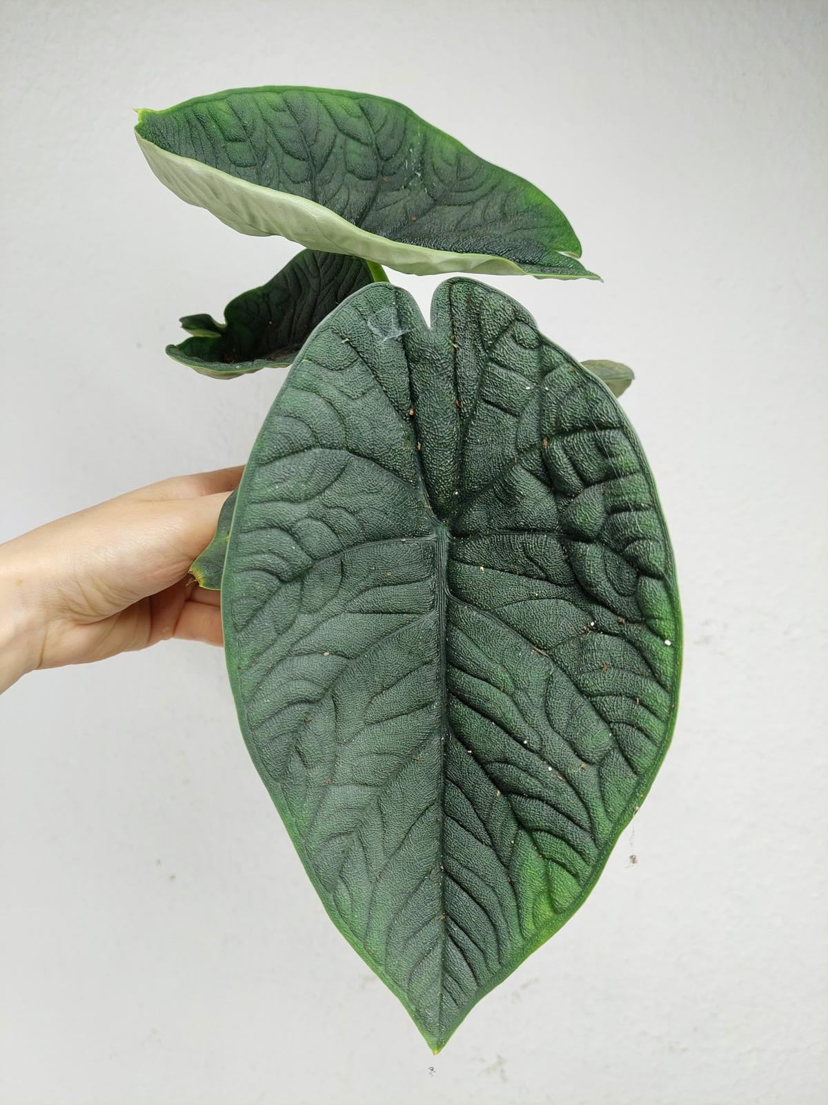 Alocasia Melo