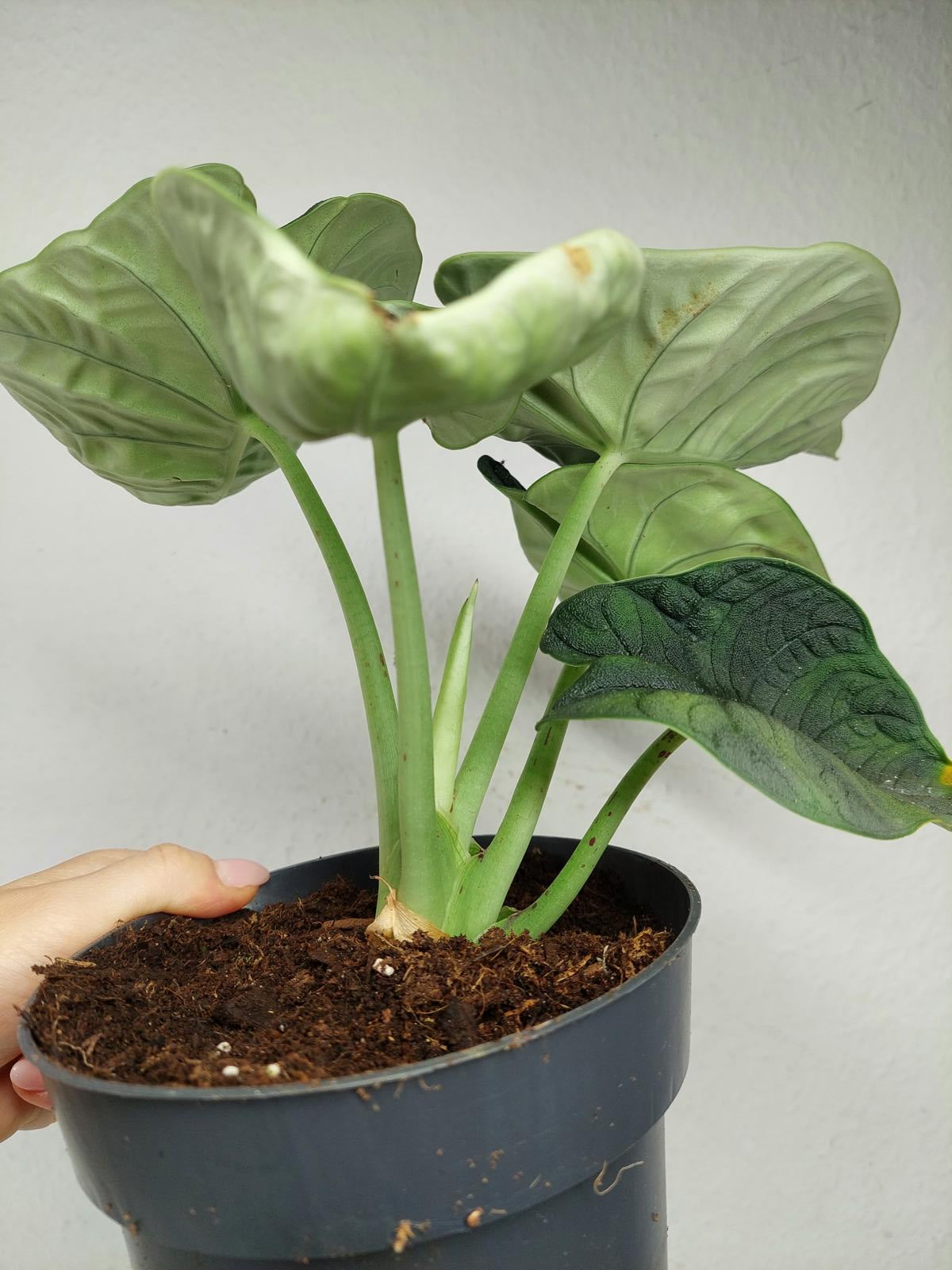 Alocasia Melo
