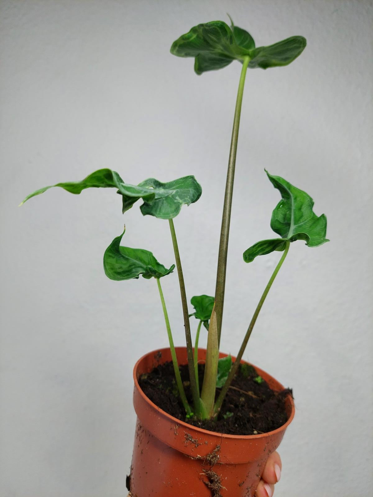 Alocasia Teletubbies