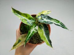 Alocasia Bambino Aurea