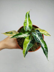 Alocasia Bambino Aurea