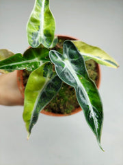 Alocasia Bambino Aurea