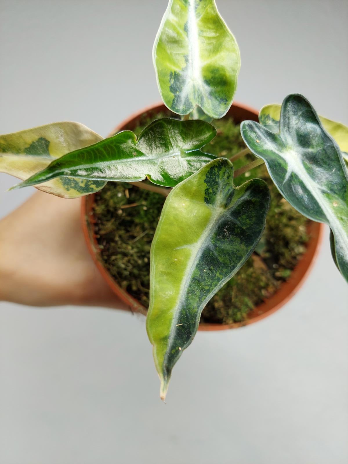 Alocasia Bambino Aurea