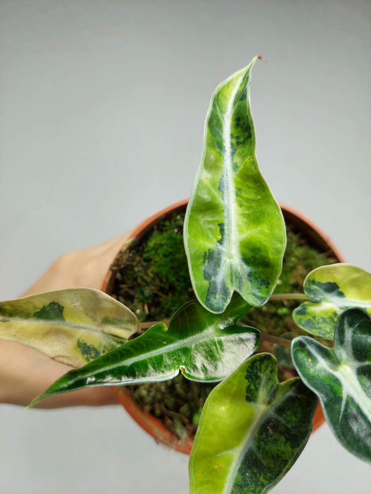 Alocasia Bambino Aurea